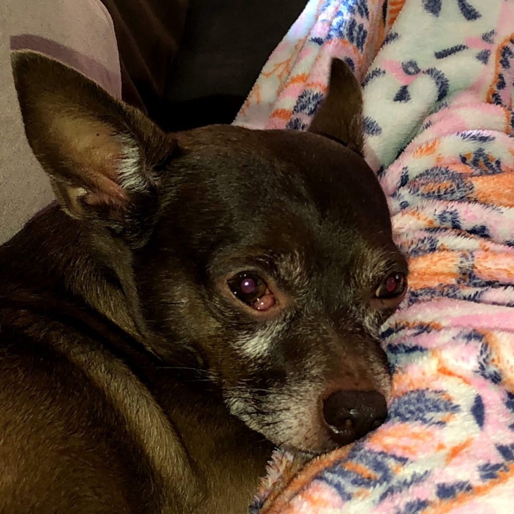 Meet your Posher, Dol'ce